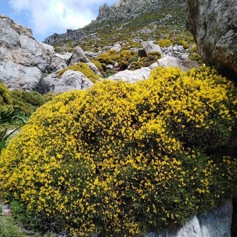 Tilos Island House Megalon Chorion  Exterior photo